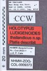 Etikett zu Megapenthes nigriceps (Schaeffer, 1916)